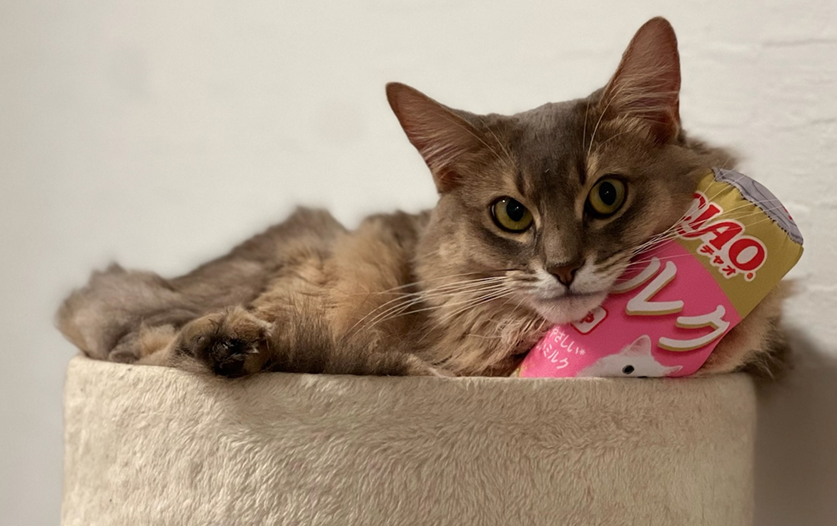 愛猫のミヤちゃん